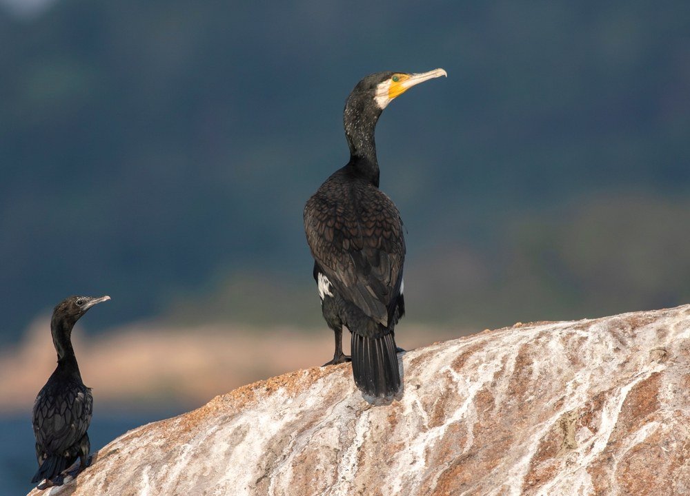 Gal Oya National Park