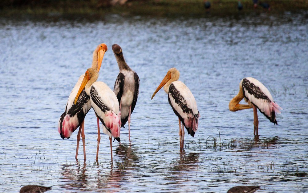 Kumana National Park