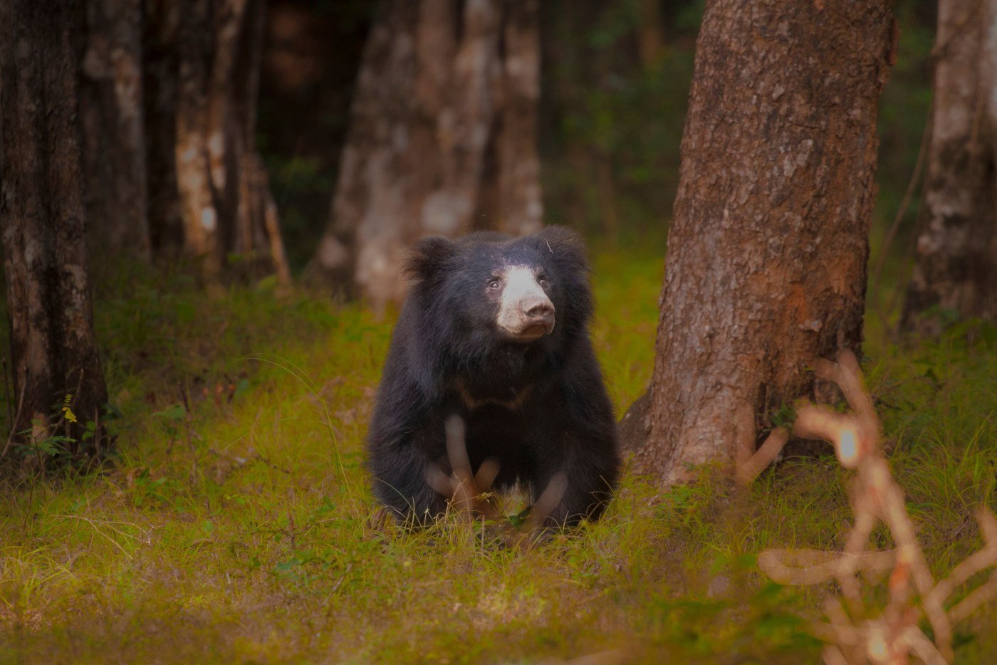 Wild Coast, Highlands and Safari Adventure