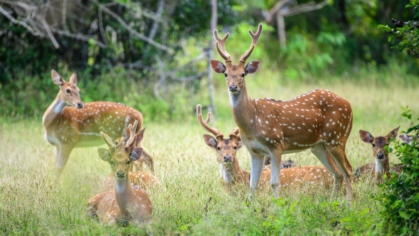 Yala National Park - Full Safari Day