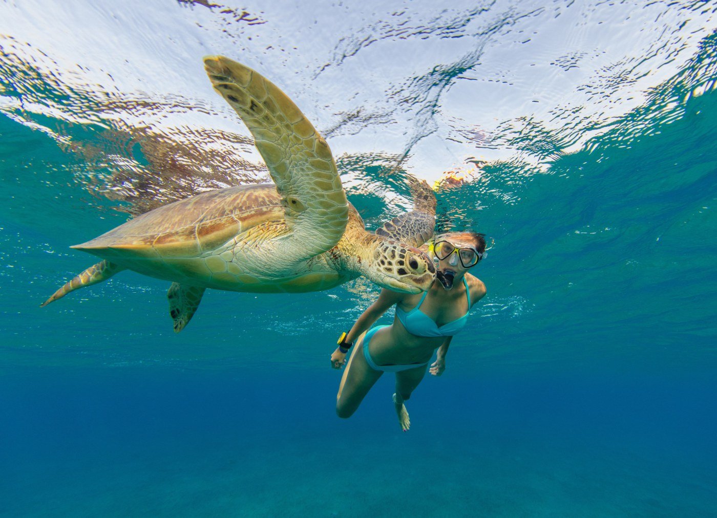 Swimming With Turtle