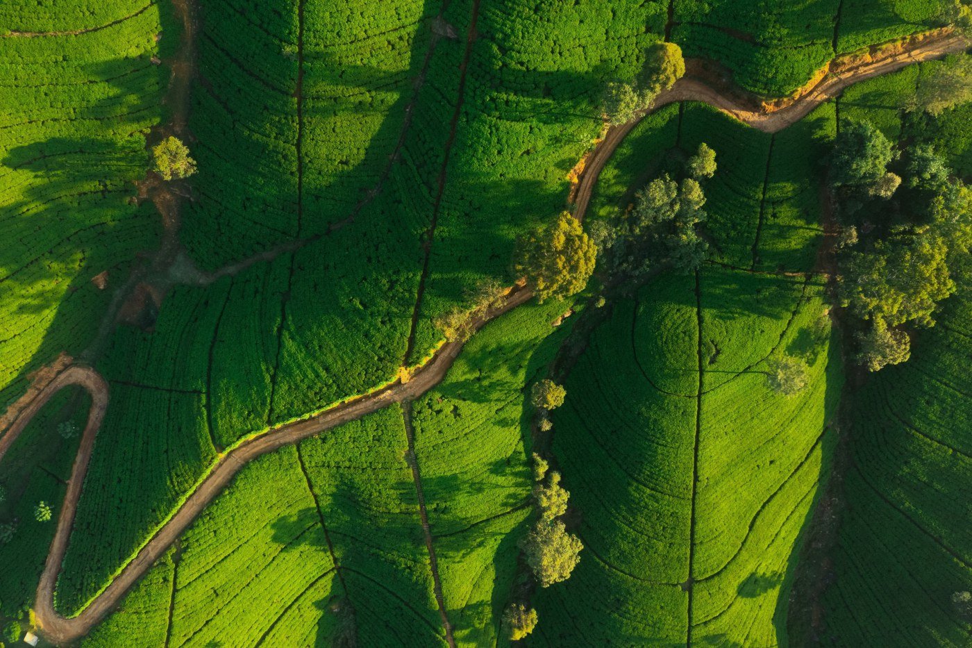 Tea Plantation Walk and Factory Experience