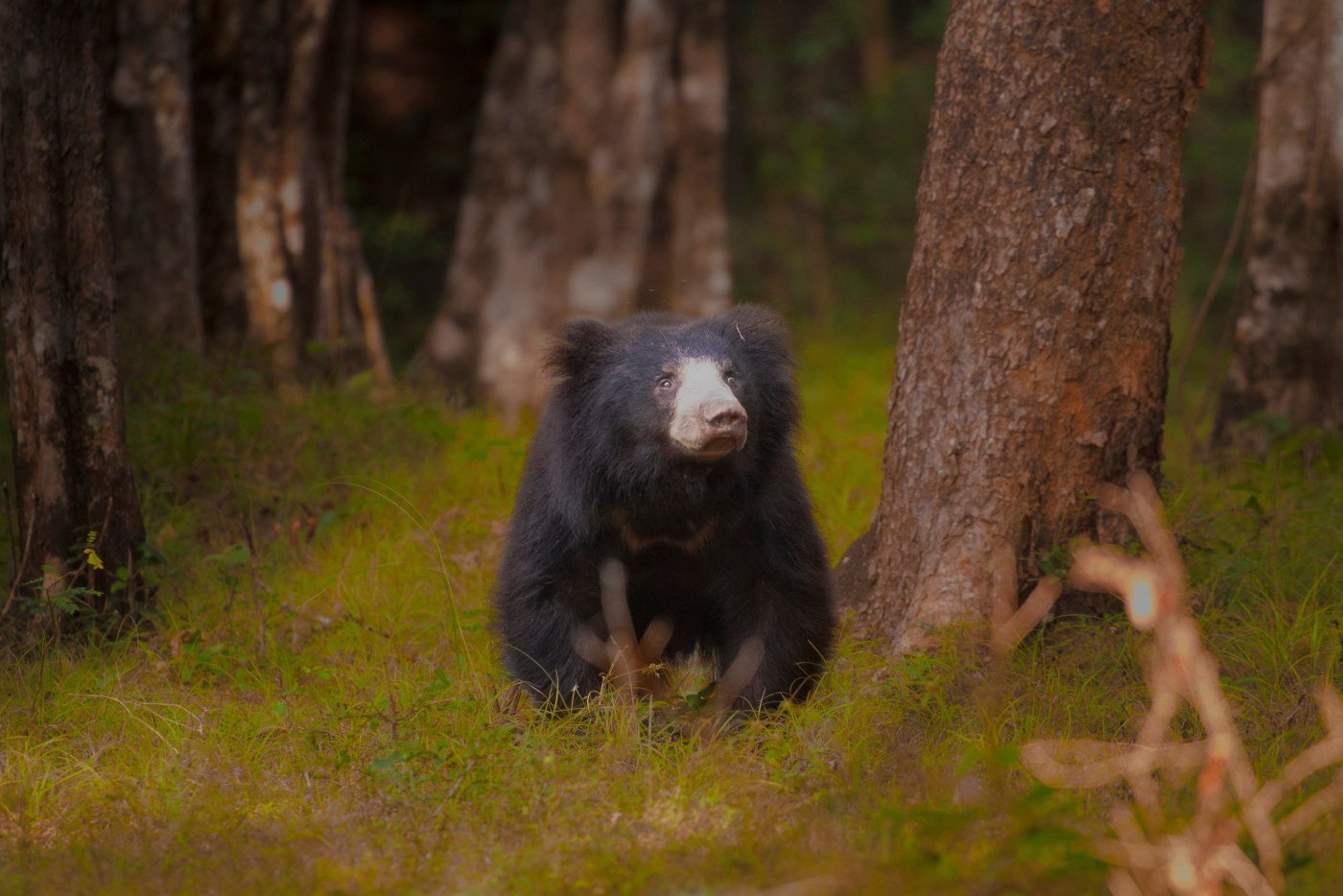 Wildlife Photography and Boutique Comfort Loop