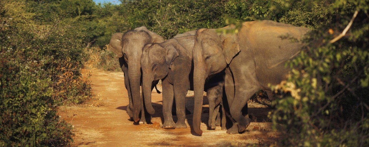 Minneriya National Park